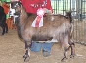 Bells Goats Aspen